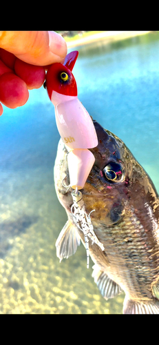 ティラピアの釣果