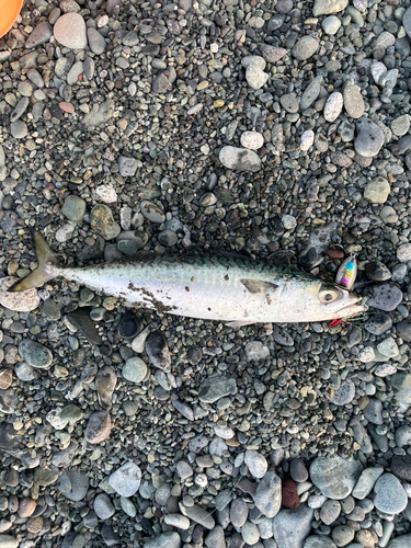 サバの釣果