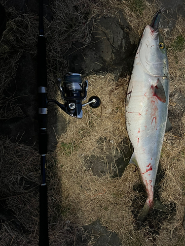 メジロの釣果