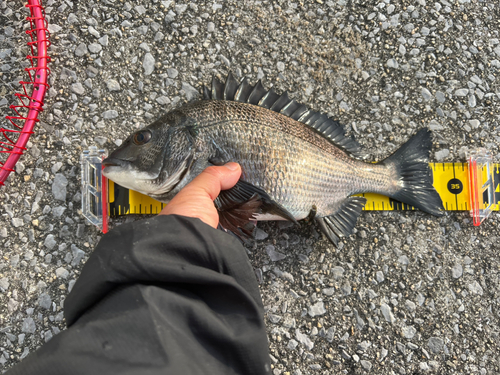 チヌの釣果