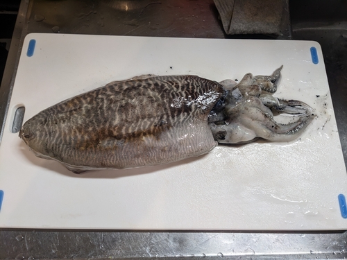 ハリイカの釣果