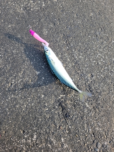 サバの釣果