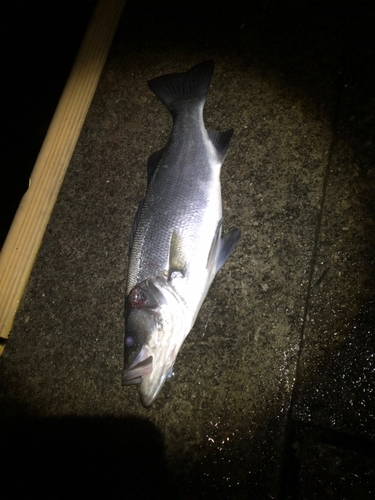 ヒラスズキの釣果