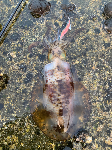 アオリイカの釣果