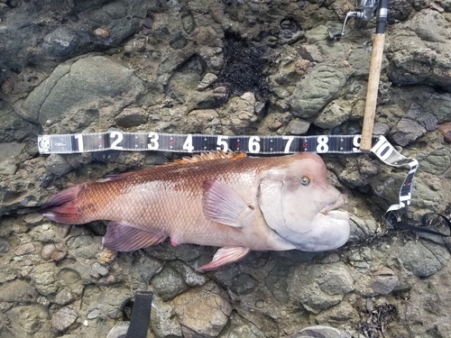 コブダイの釣果