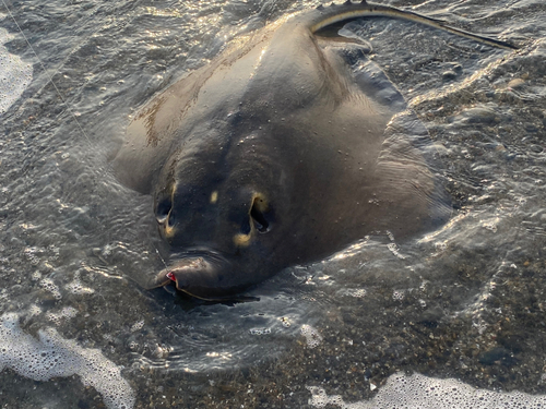 アカエイの釣果