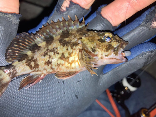 カサゴの釣果