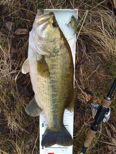 ブラックバスの釣果