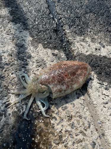 コウイカの釣果