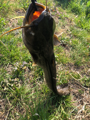 ナマズの釣果