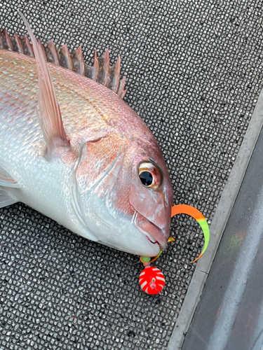 マダイの釣果