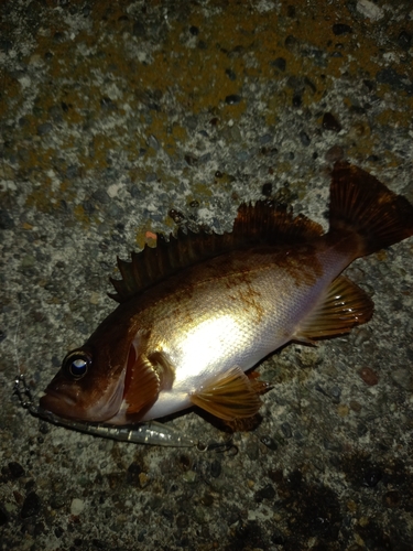 メバルの釣果