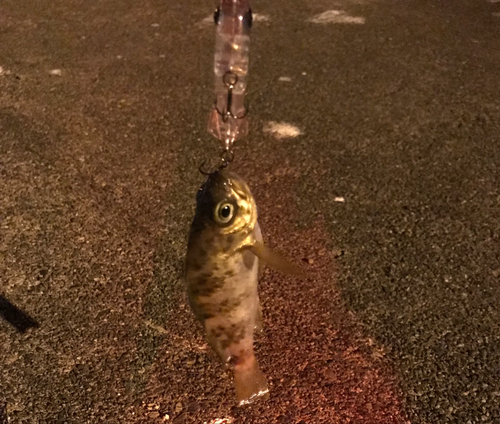 シロメバルの釣果