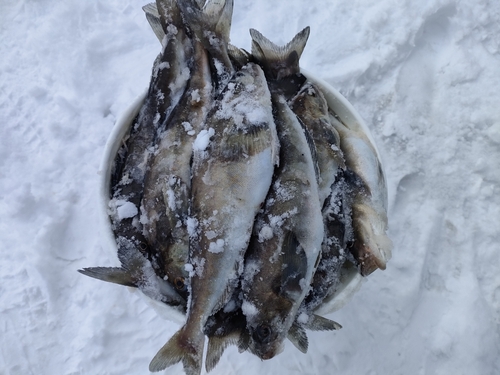 ホッケの釣果