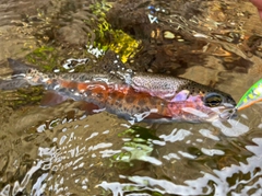 ニジマスの釣果