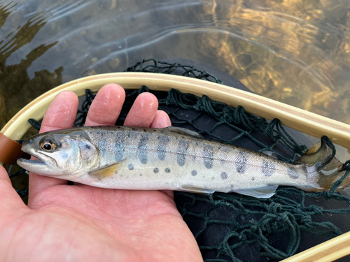 ヤマメの釣果