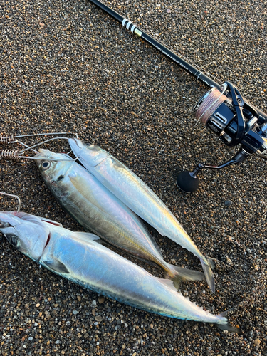 サバの釣果