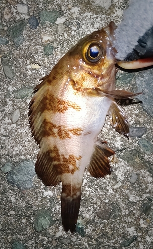 シロメバルの釣果