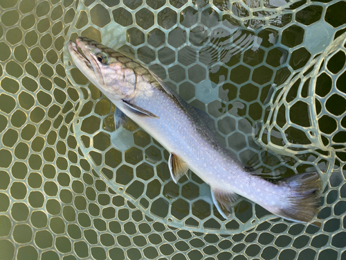 ニジマスの釣果