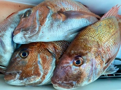 マダイの釣果