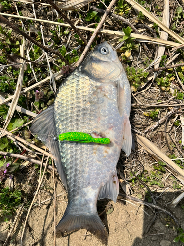 ヘラブナの釣果