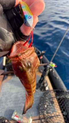 ヤミハタの釣果