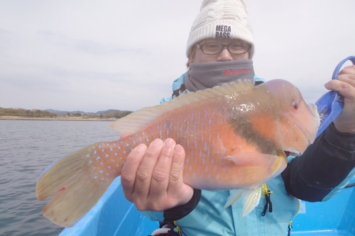 イラの釣果