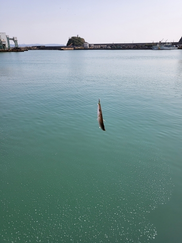 カマスの釣果