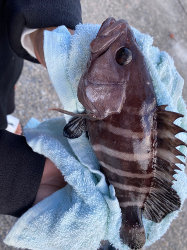 マハタの釣果