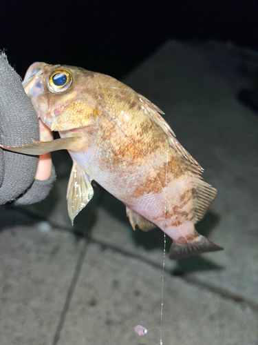 メバルの釣果