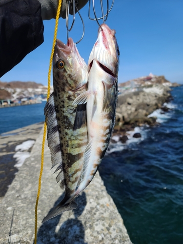 ホッケの釣果