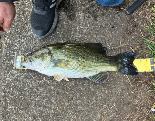 ブラックバスの釣果