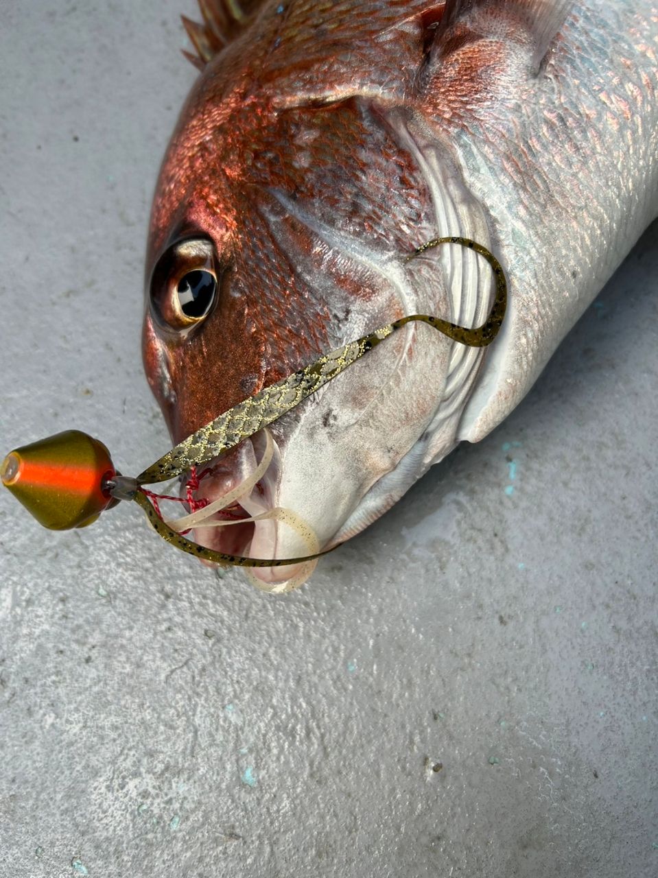 コジマだよっ！さんの釣果 3枚目の画像