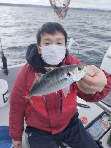 マアジの釣果