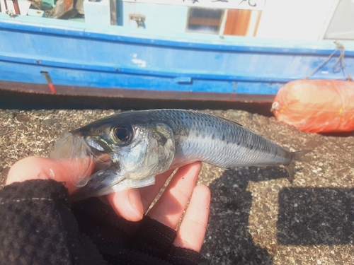 イワシの釣果