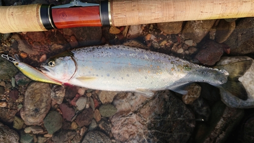 アマゴの釣果