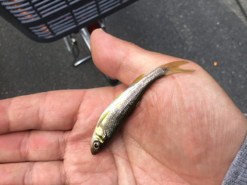 カワムツの釣果