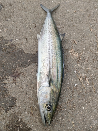 サゴシの釣果