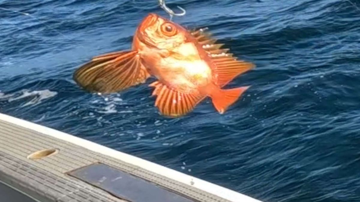 はがちゃんネルさんの釣果 2枚目の画像