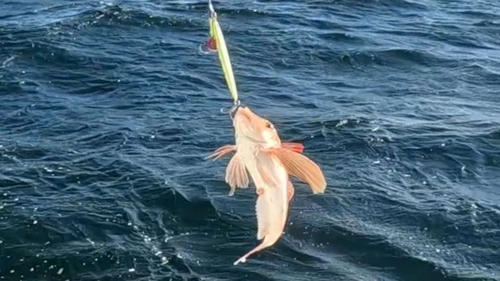 キントキダイの釣果