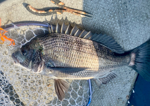 クロダイの釣果