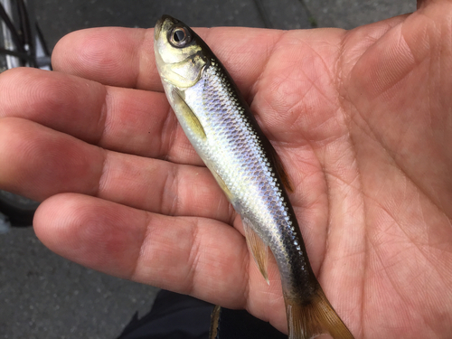 カワムツの釣果