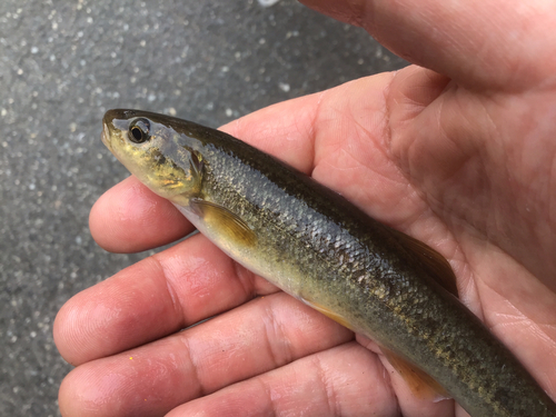 タカハヤの釣果