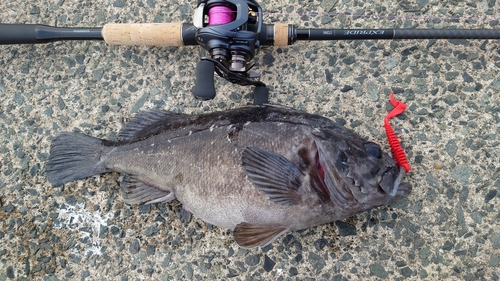 クロソイの釣果