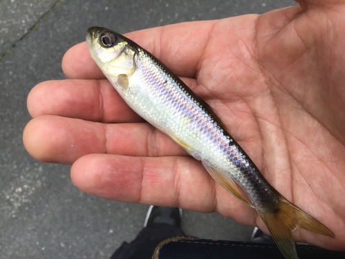 カワムツの釣果