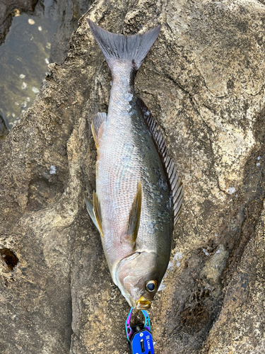 イサキの釣果