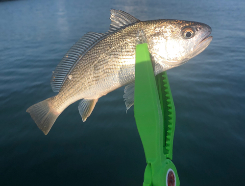 イシモチの釣果