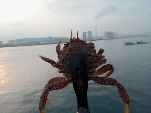 カニの釣果