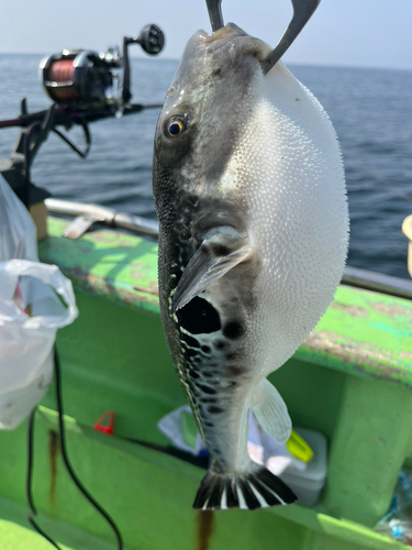 トラフグの釣果