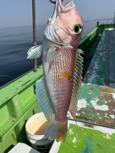 アマダイの釣果